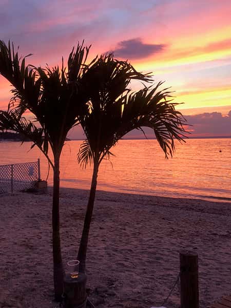 palm sunset