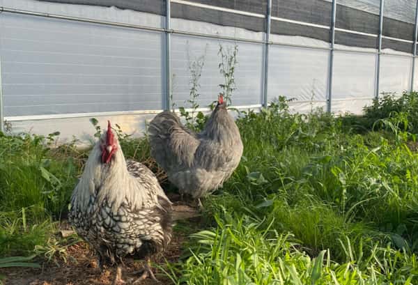 FARM FRESH PASTURE RAISED EGGS