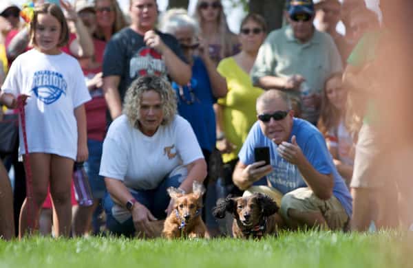 Dogs Racing
