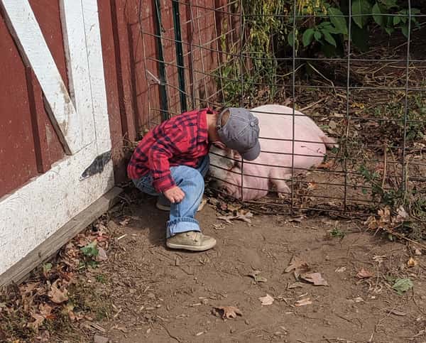 Little boy petting our pig Walter
