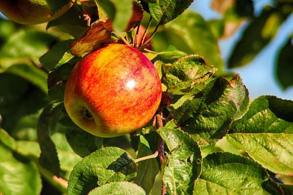 A crisp red apple hangs from a leafy branch in the orchard, glowing in the sunlight with rich natural color and fresh harvest appeal.