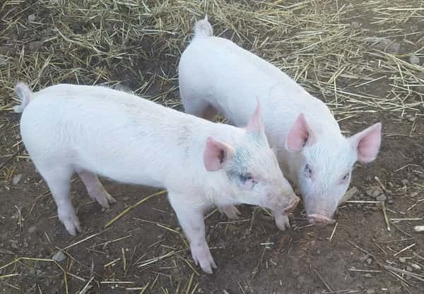 photo of two pigs