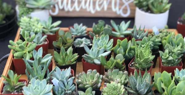 Succulent Bar Pop Up Shop The Apple Place Bakery In East Longmeadow Ma