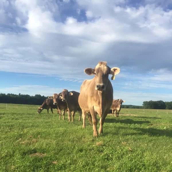 A curious cow stands in a green open pasture with the herd gathered behind, capturing the peaceful charm of farm life under a wide country sky.