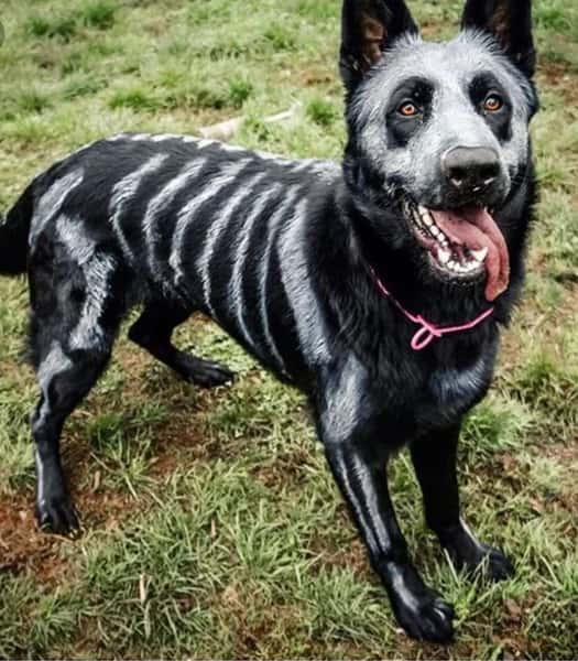 dog in costume
