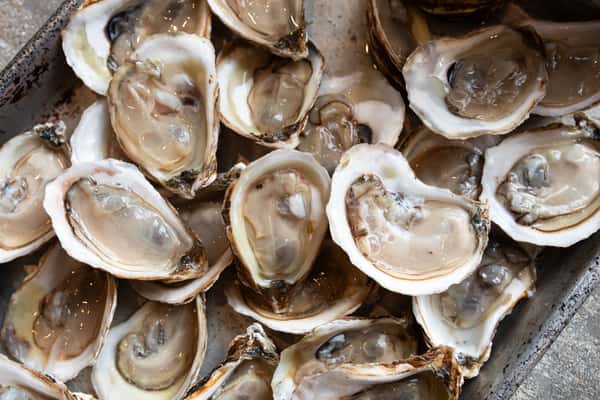 Oysters