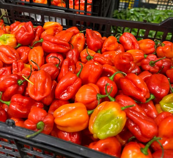 Red Pepper