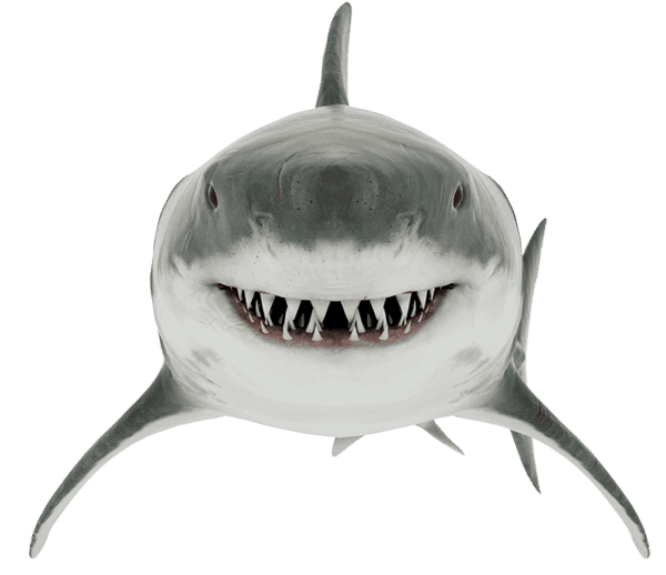 Shark