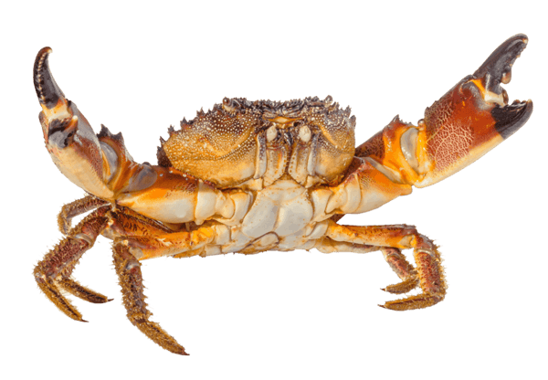 Stone Crab