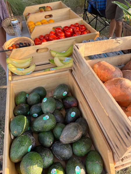 fresh fruits