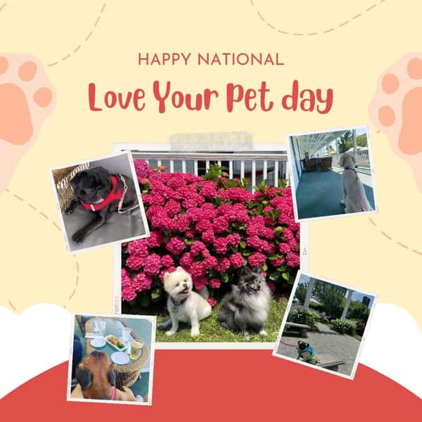 We love all the four legged friends that join us on the back porch and in the firepits for food and drinks!  Can't wait to see you back again this summer!

#nationalhotelbi #blockisland #loveyourpetday
