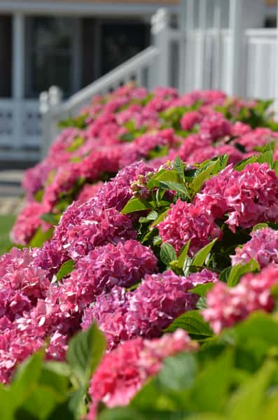 Hydrangeas
