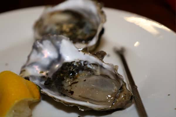Oysters