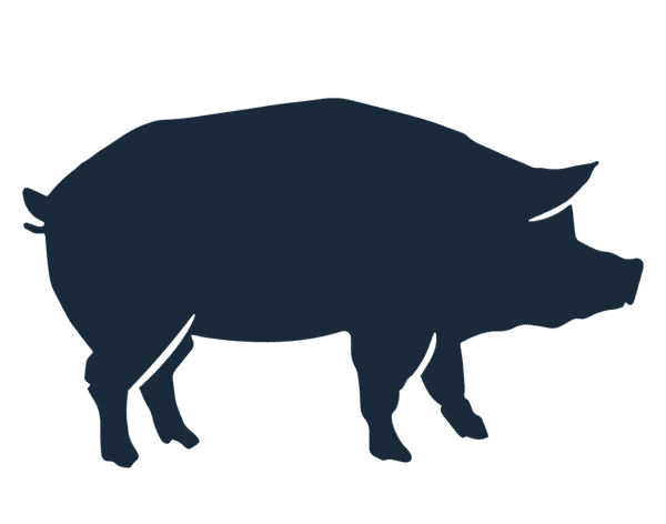pig