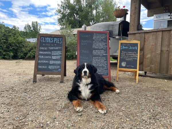 Dog sitting in front of chalkboards outside restaurant
