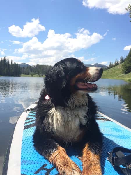 Dog on board in lake