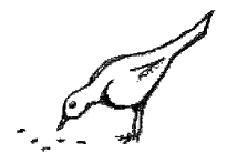 bird white bg