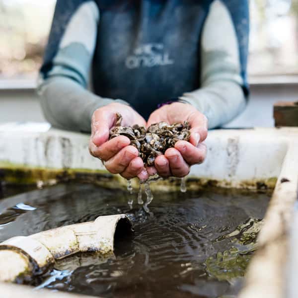 Baby oysters being risen out of the nursery.jpg