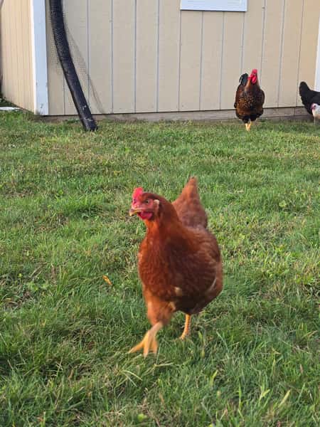 chicken