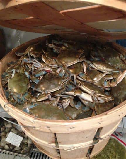 crab