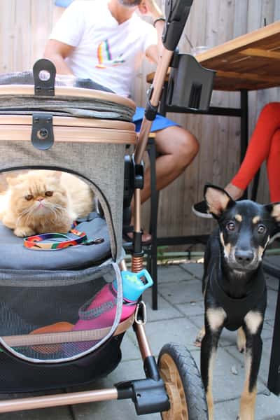 Pet-Friendly Outdoor Dining