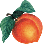 Peach