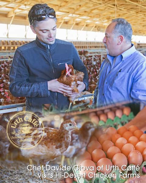 What makes Urth Caffé's farm-fresh eggs so special? 🤔🥚

It's a simple ingredient...love! As cliché as it may sound, it is the simple truth — Urth Caffé works with local family-owned farms that prioritize old school traditions, such as providing a free-range environment and vegetarian diet to their chickens. This ensures the best tasting eggs with vibrant orange yolks, delicious and healthy all-in-one.

You can learn more about Urth Caffé's commitment to sustainability, nature, and regenerative farming by visiting our Urth Blog (🔗 in bio) on 'Regenerative Farming — The Interconnectedness of All Things', written by Urth's Resident Writer, Lisa Mouhibian.

#urthcaffe #sustainability #freerangechickens #regenerativefarming #healthyeating