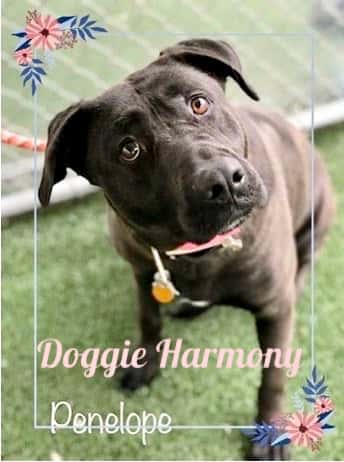 Doggie Harmony Penelope - dog with collar