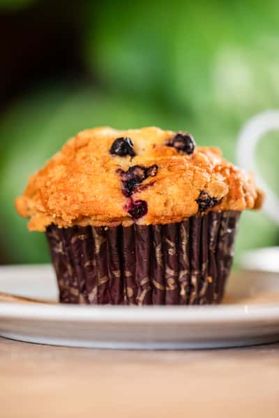 Blueberry Muffin