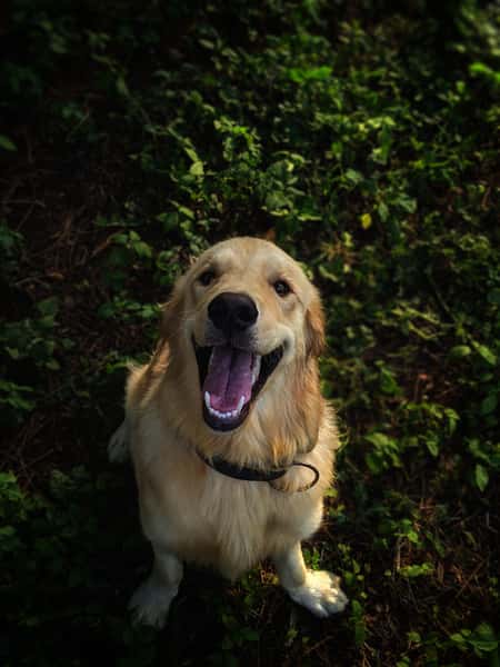 golden retriver