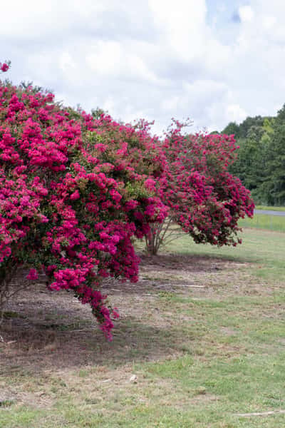 Crape Myrtle