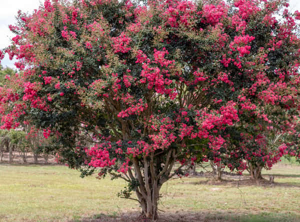 Crape Myrtle