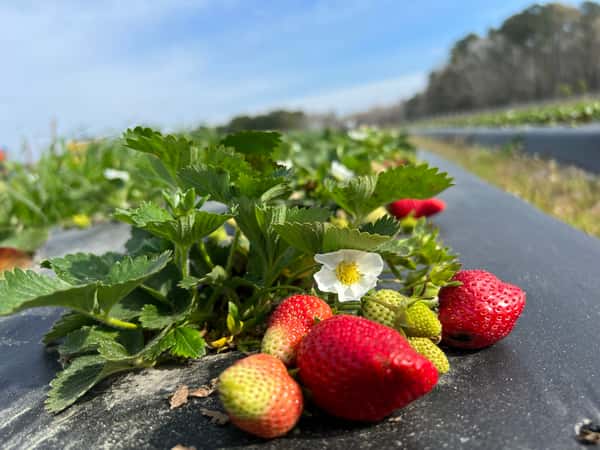 Strawberry Days