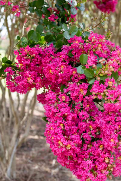 Crape Myrtle