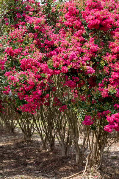 Crape Myrtle