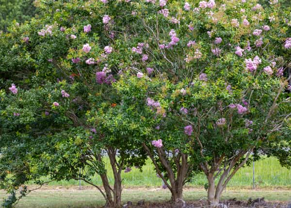 Crape Myrtle