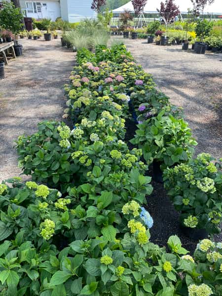 Greenbrier Farms Nursery