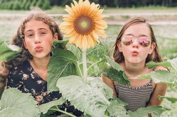 Sunflowers