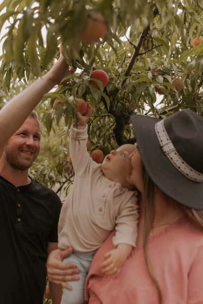 Peach Field 