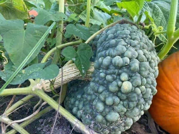 Pick Your Own Pumpkin 
