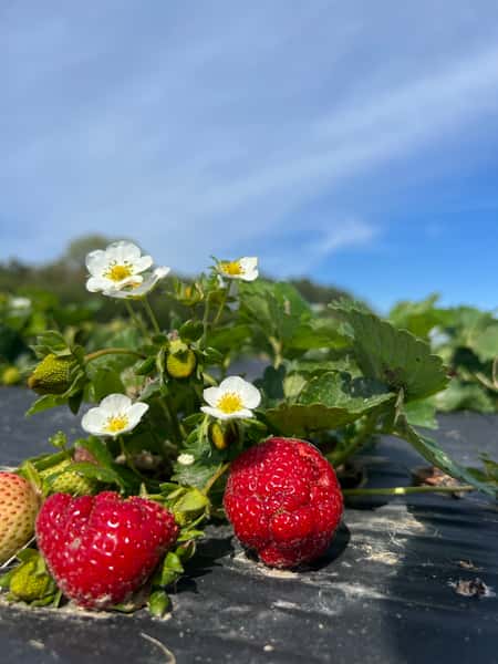 Strawberries
