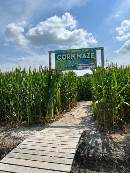 Children's Corn Maze