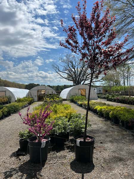 Greenbrier Farms Nursery