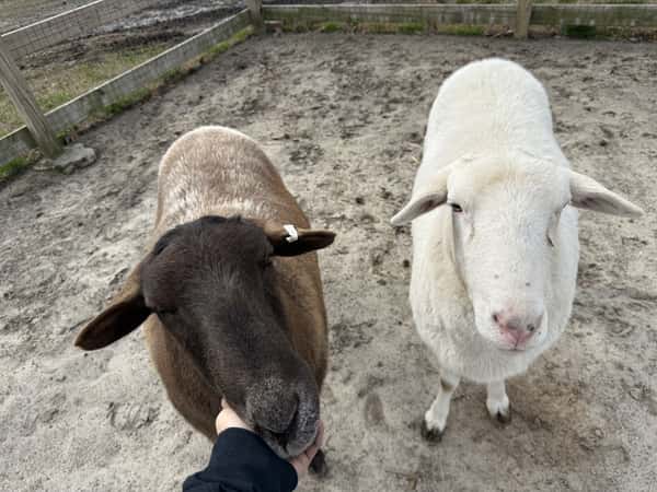 sheep