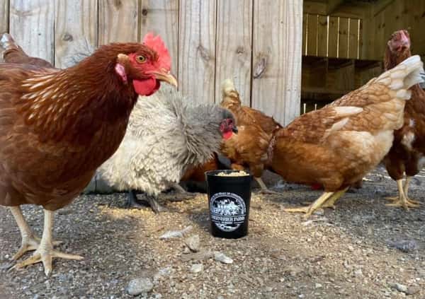 Chickens