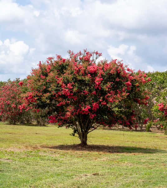 Crape Myrtle