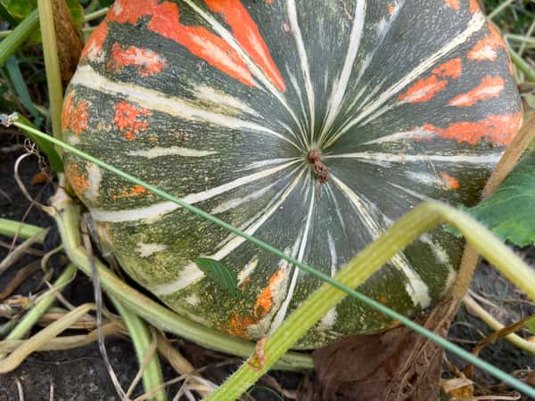 Pumpkin Patch