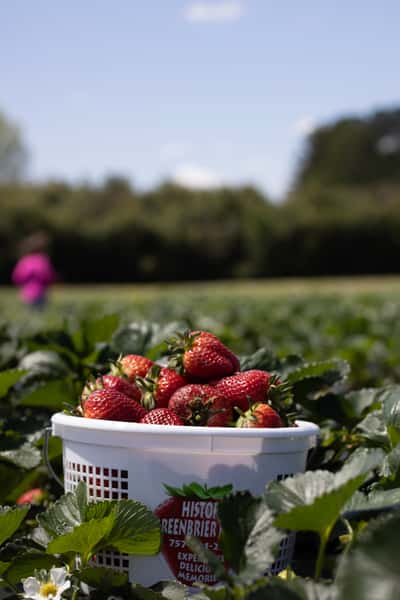 Strawberry Days