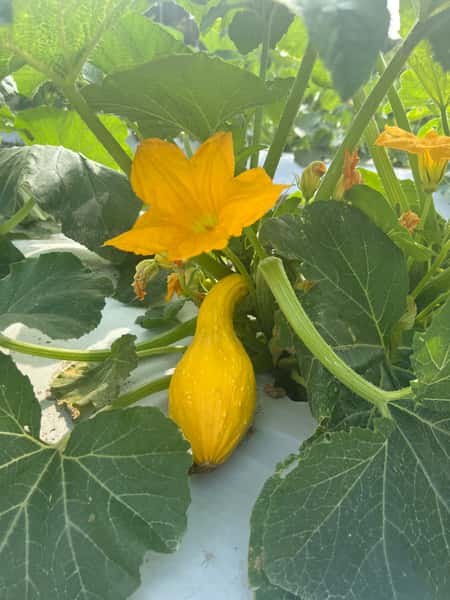 Squash