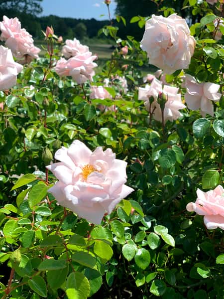 Greenbrier Farms Nursery